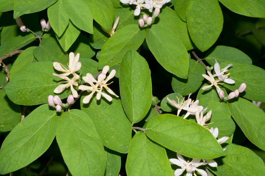 Lonicera tatarica l. - жимолость Татарская сем. Caprifoliaceae - Жимолостные