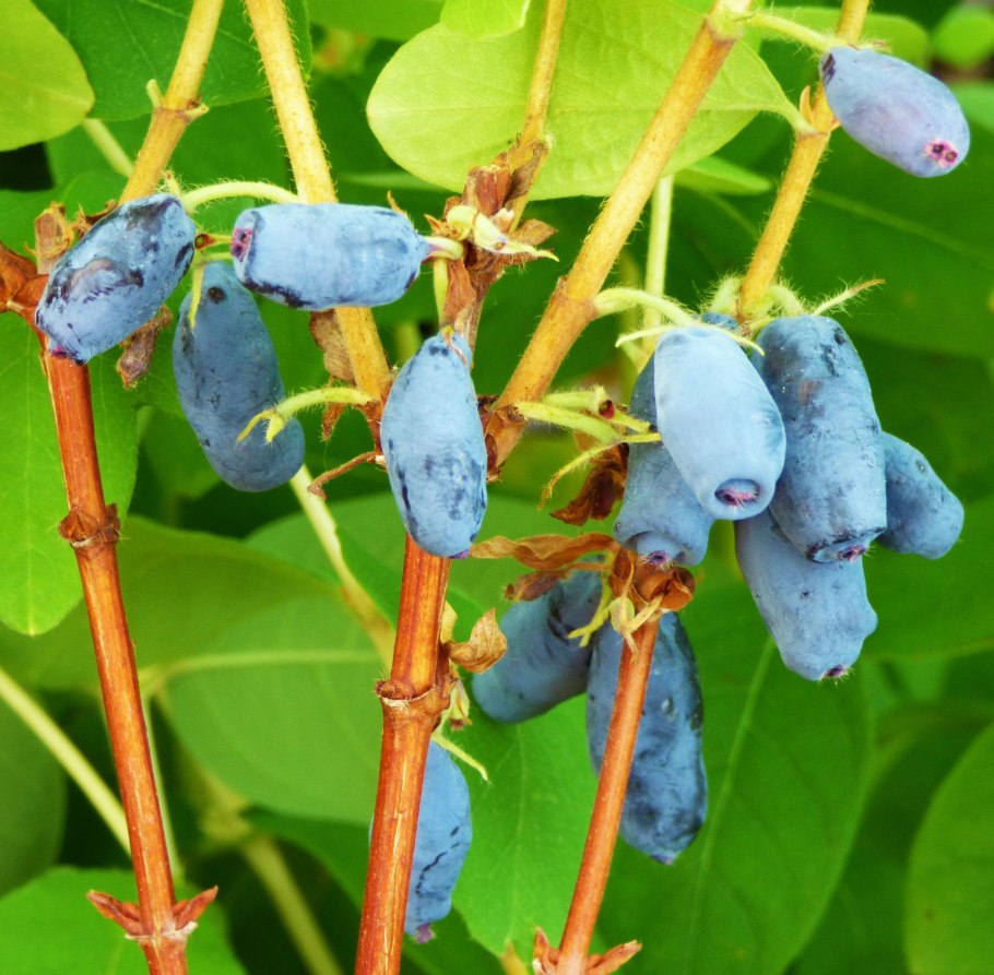 Lonicera caerulea (жимолость синяя, голубая)