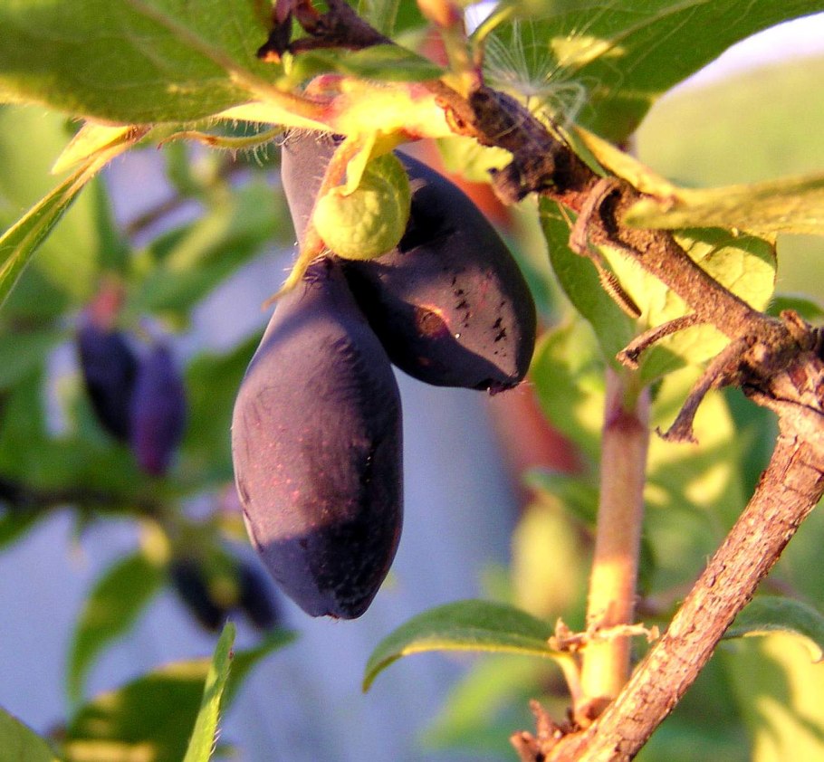 Жимолость ягода