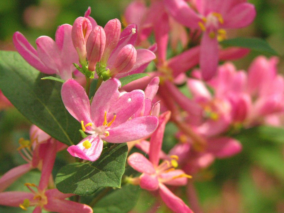 Жимолость Татарская rosea