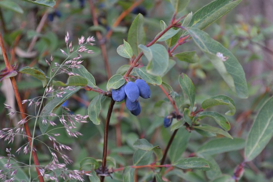 Жимолость Толмачева