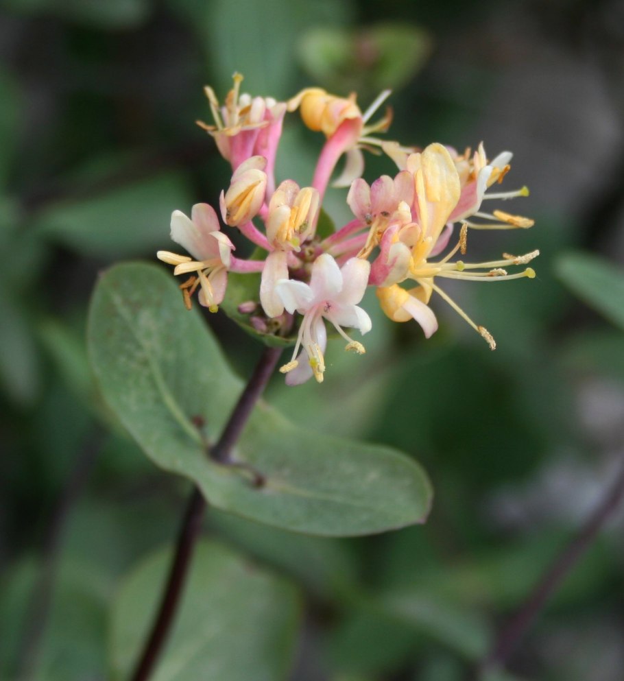 Lonicera Bella