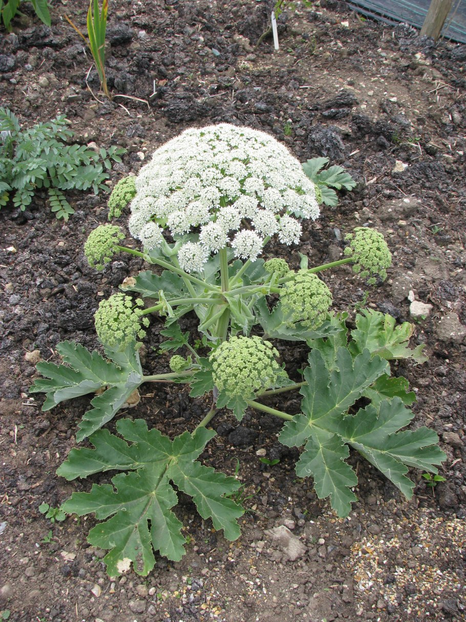 Борщевик Стевена Heracleum stevenii