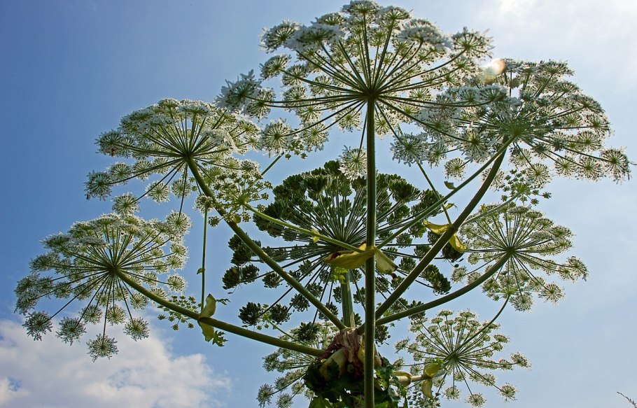 Борщевик Мантегацци Heracleum mantegazzianum