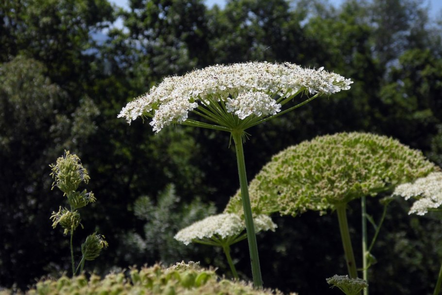 Борщевик Стевена Heracleum stevenii