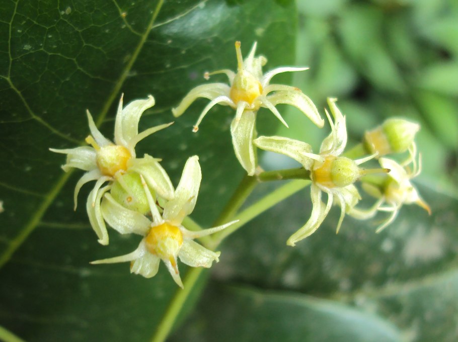 Acronychia baeuerlenii