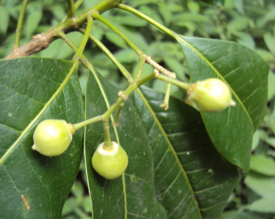 Jacquiniella pedunculata