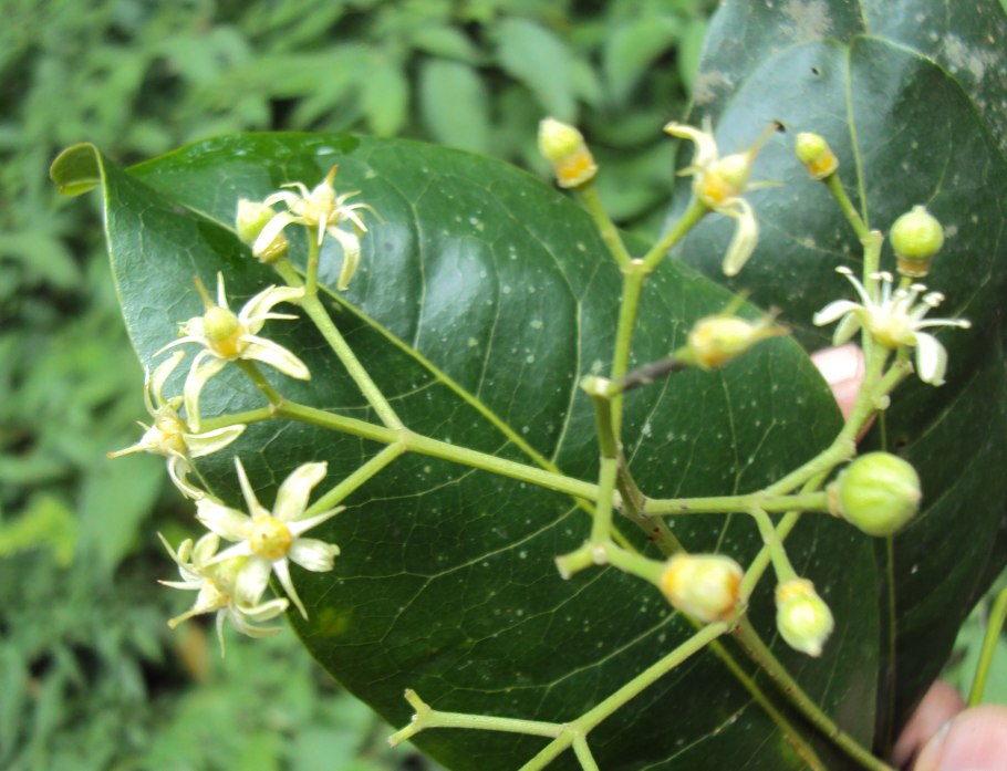 Acronychia baeuerlenii