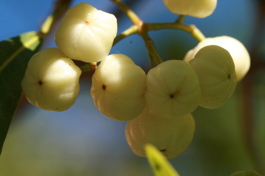 Семейство Рутовые