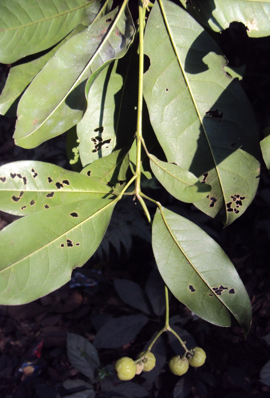 Acronychia baeuerlenii