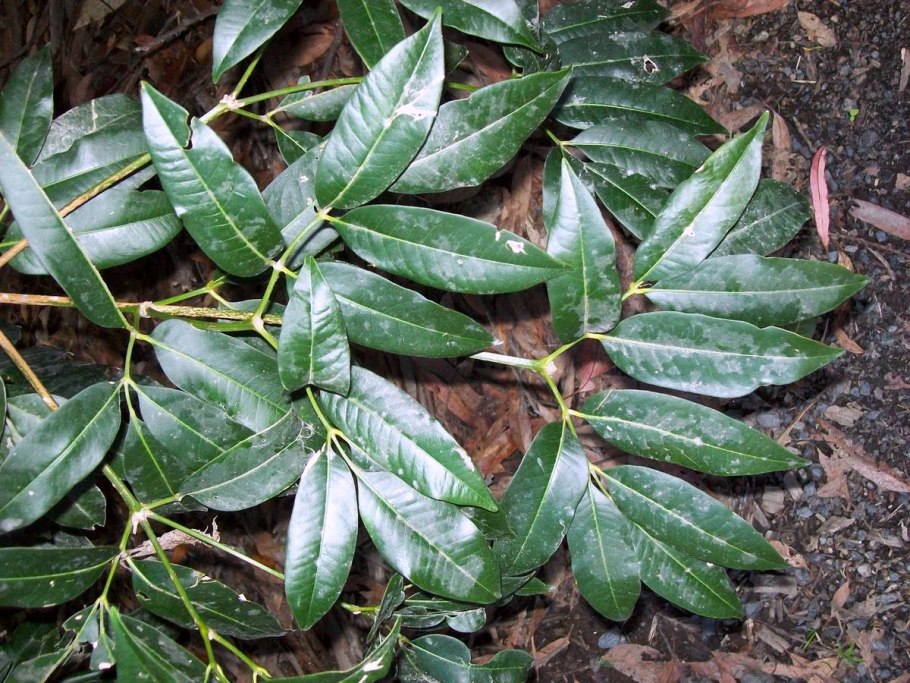 Ботанические иллюстрации рыбы