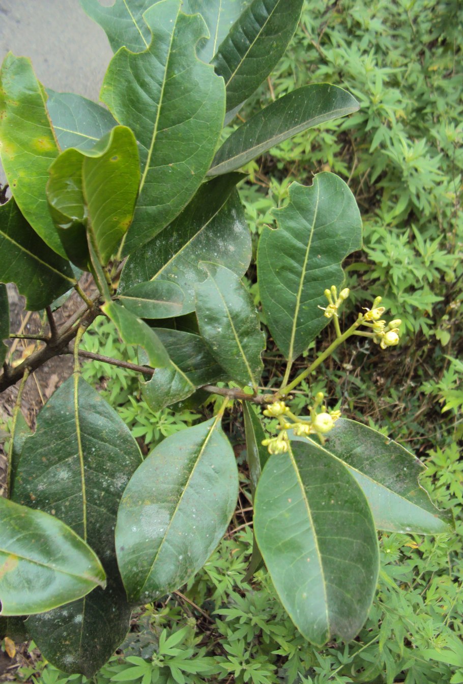 Виктория дерево