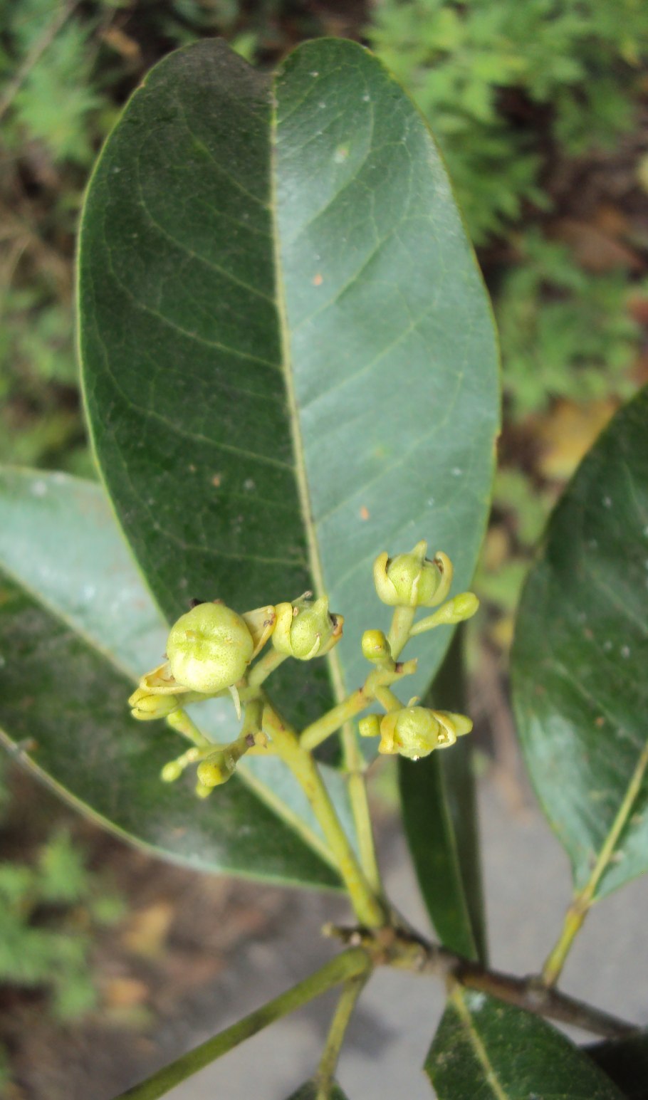 Материнская плата MSI 865gvm2-LS