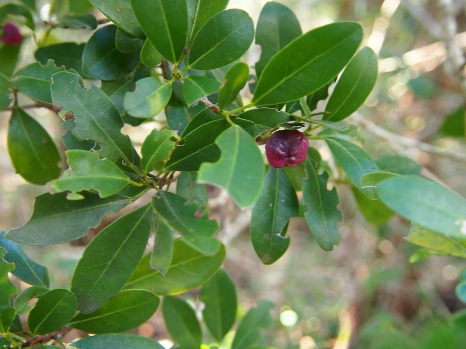 Geijera parviflora