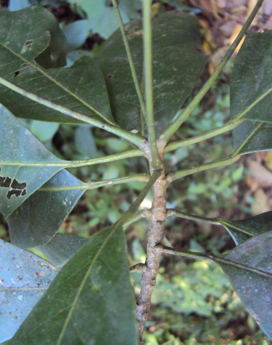 Acradenia frankliniae