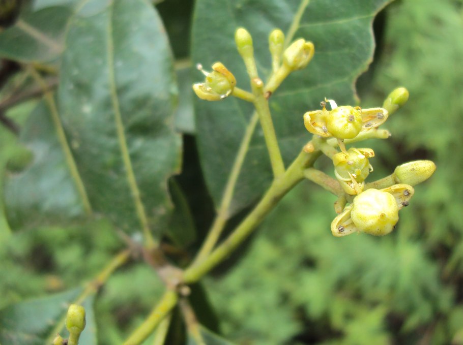 Кандидозная паронихия