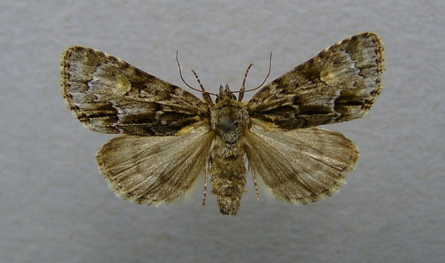 Lepidoptera Acronicta