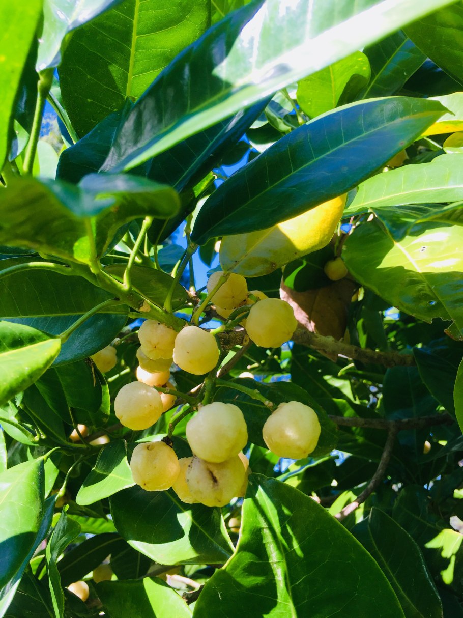 Гусеница Papilio thoas