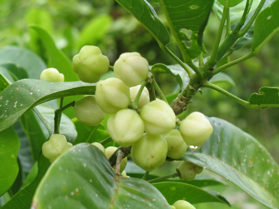 Карбюратор leader pz19jb