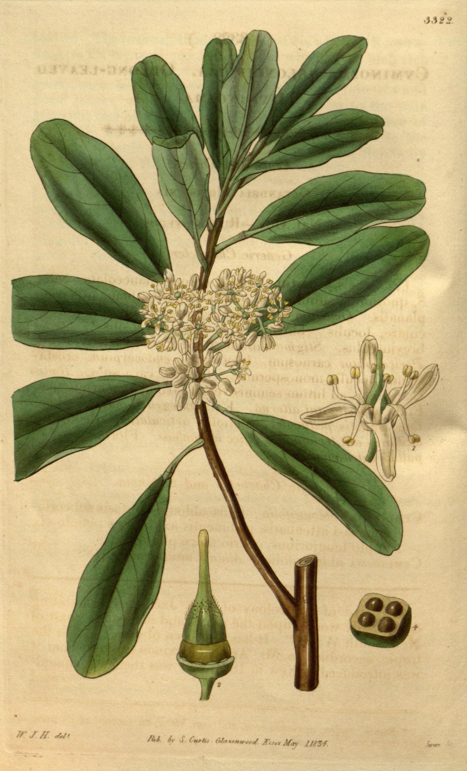 Адриана Чечик Gabriella Paltrova