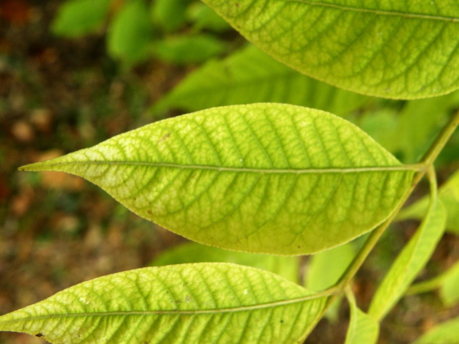 Лимон висит на ветке