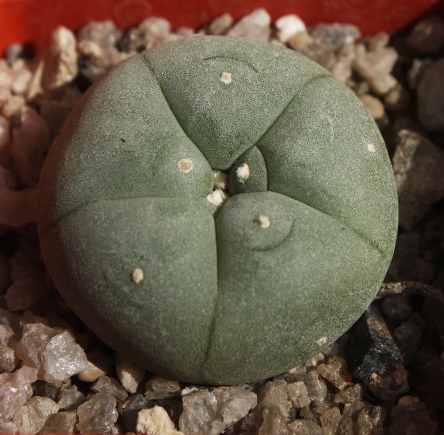 Кактус Lophophora williamsii