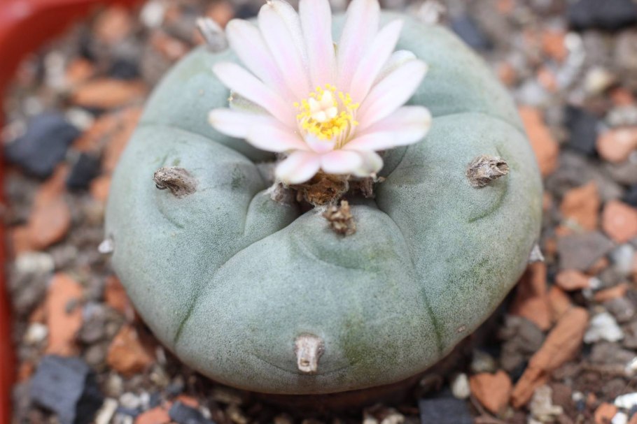 Пейот (Lophophora williamsii