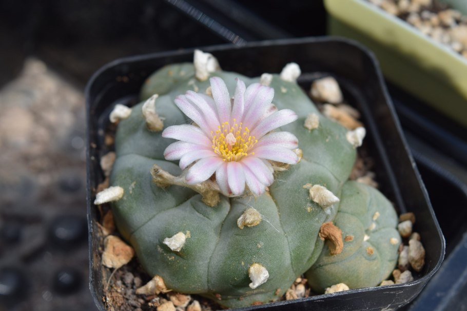 Лофофора мескалин