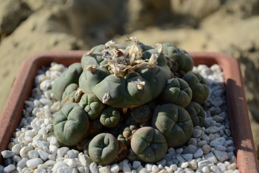 Лофофора Уильямса