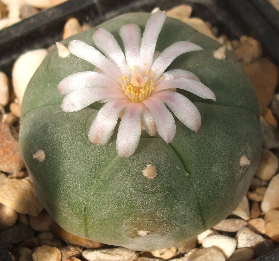 Лофофора мескалин