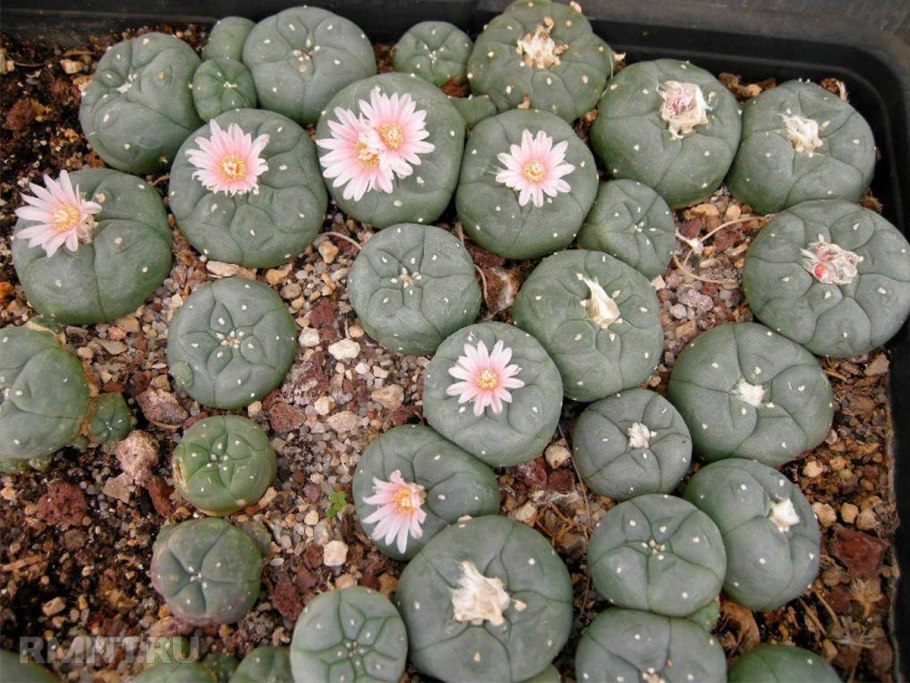 Пейот (Lophophora williamsii