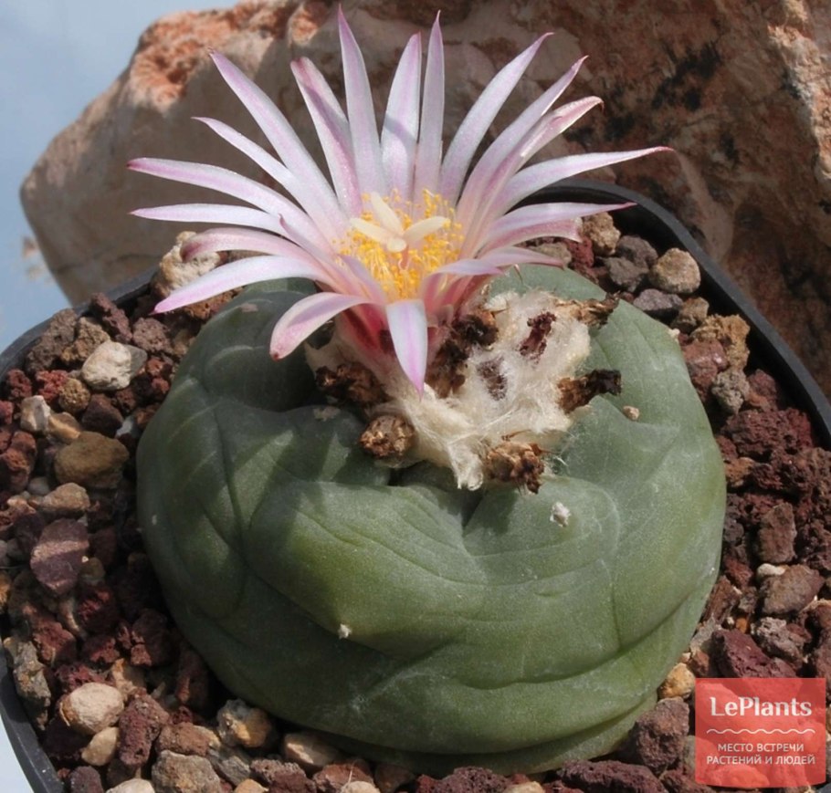 Пейот (Lophophora williamsii