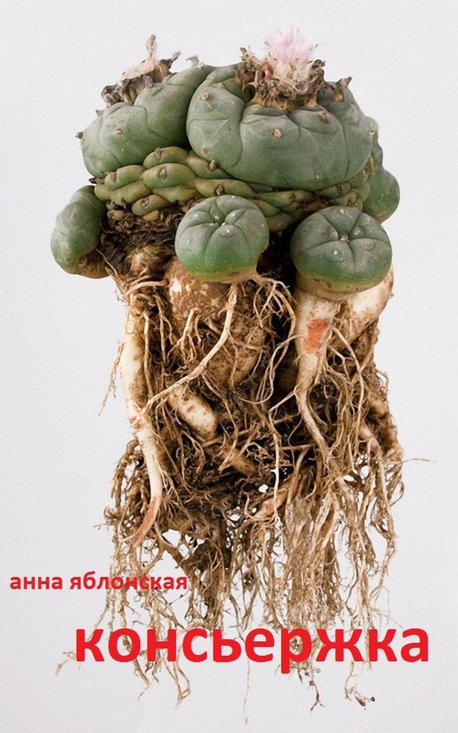 Пейот Лофофора