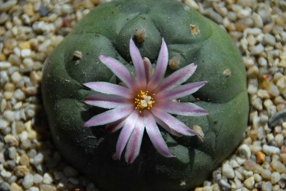 Лофофора ежистая