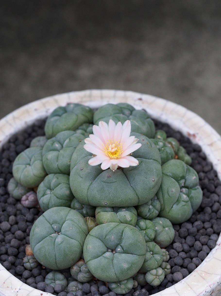 Пейот (Lophophora williamsii