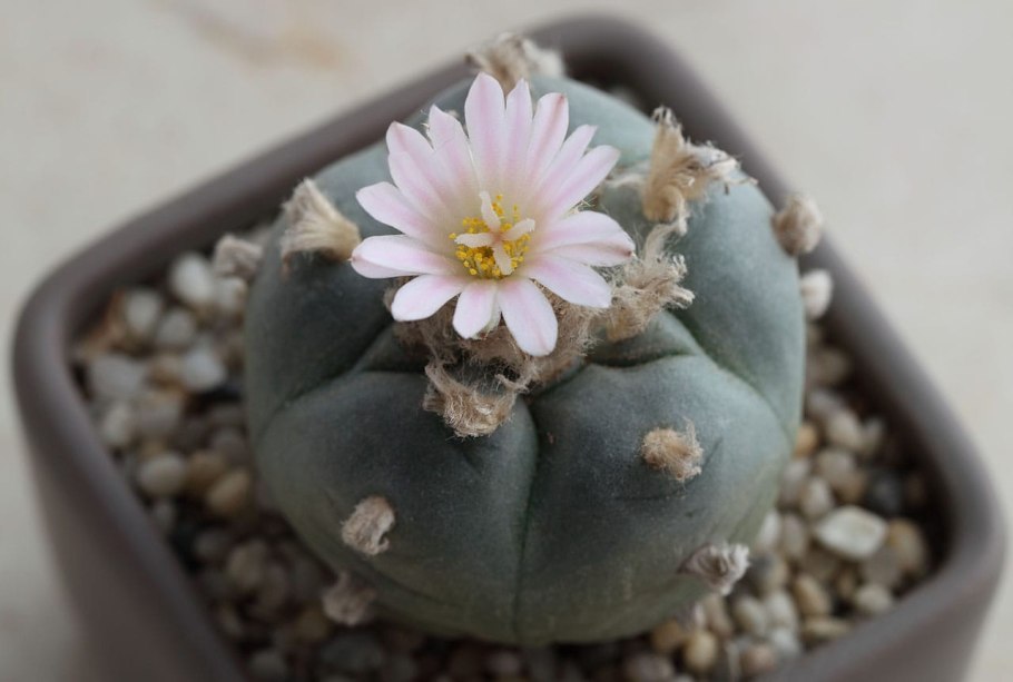 Lophophora echinata