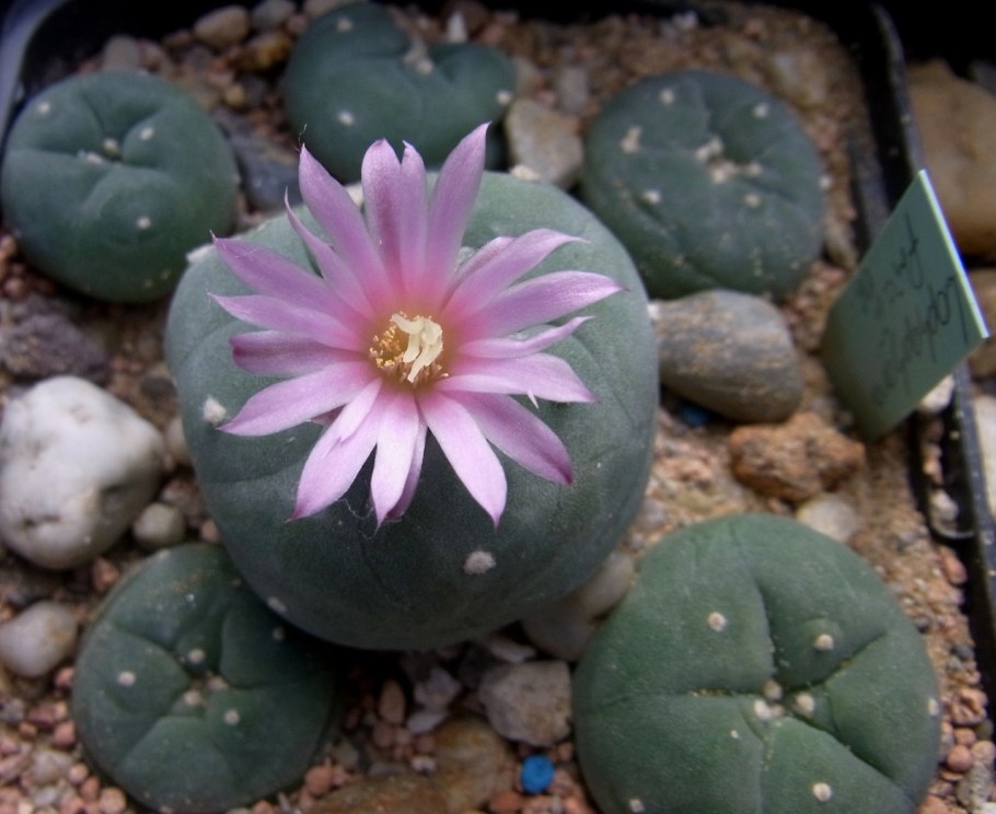 Кактус Lophophora williamsii