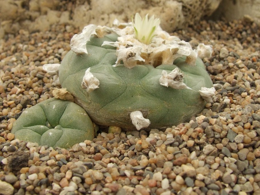 Кактус Lophophora williamsii