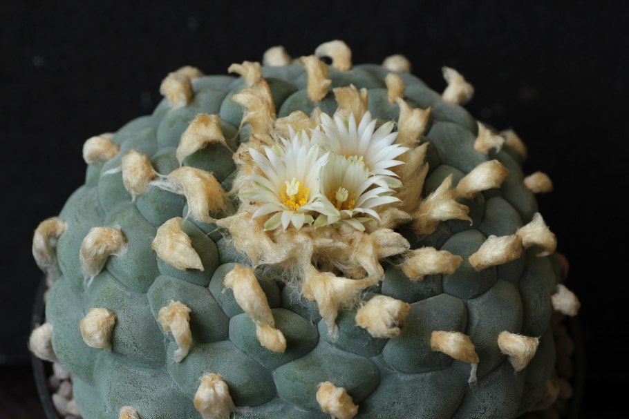 Lophophora williamsii