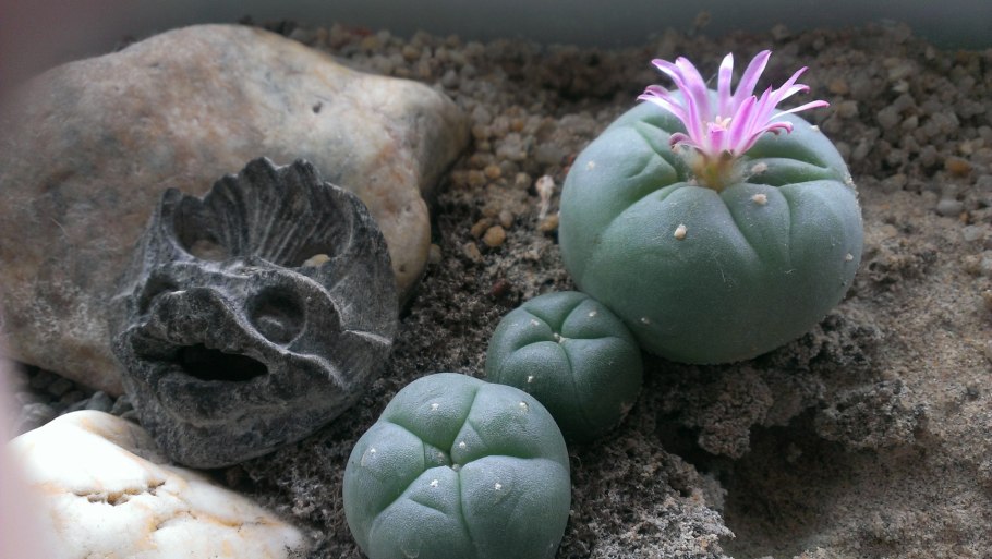 Лофофора мескалин