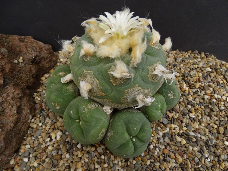 Мексика Пейот