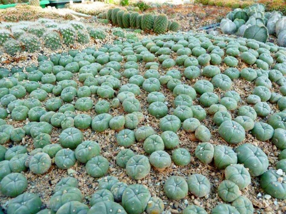 Пейотовый Кактус