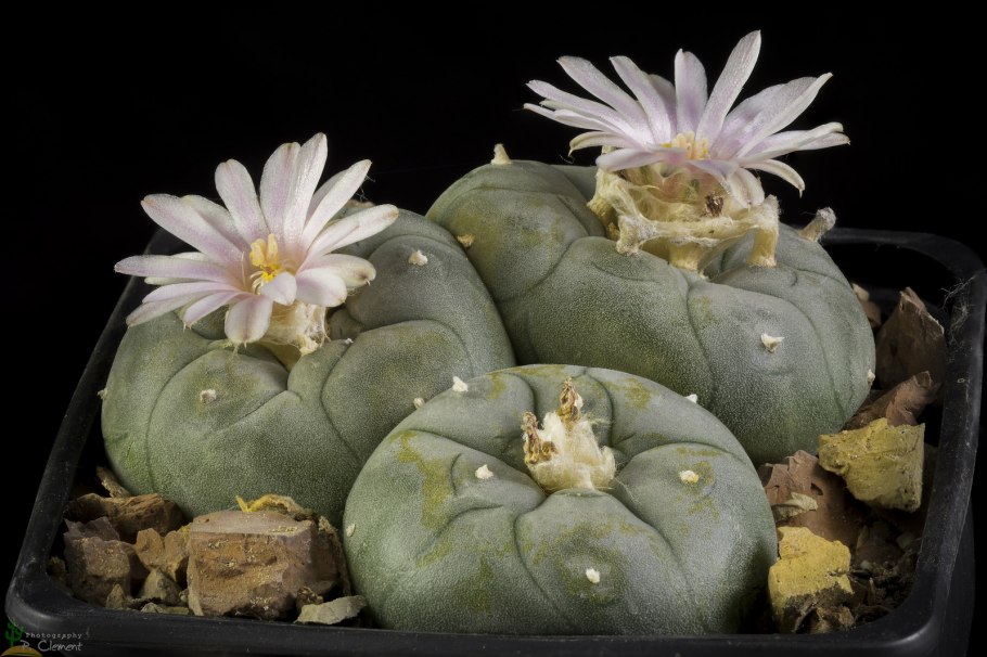 Галюциногенный Кактус Мексика