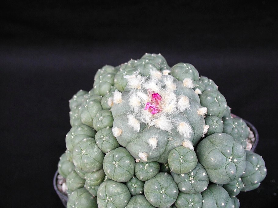 Кактус Лофофора Уильямса