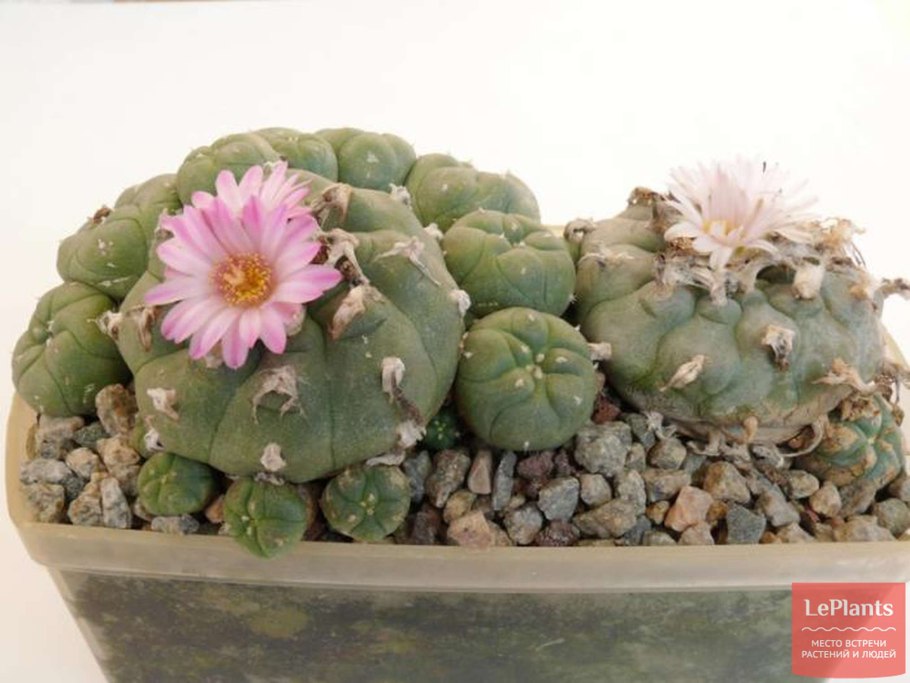 Кактус Лофофора семена