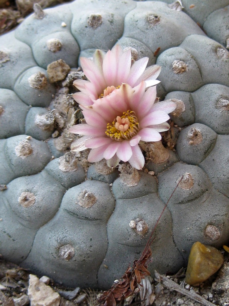 Мескалин (Пейот)