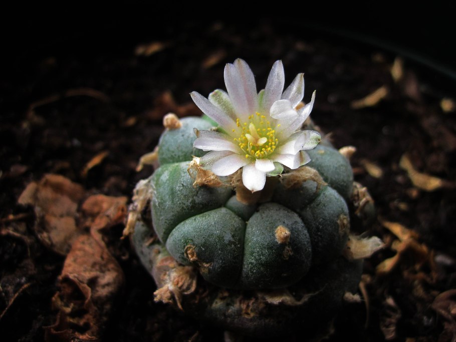 Мескалин (Пейот)