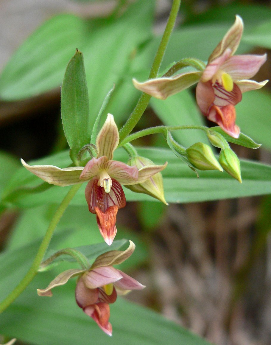 Дремлик темно-красный (Epipactis atrorubens)