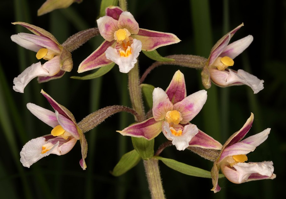 Дремлик болотный (Epipactis palustris)