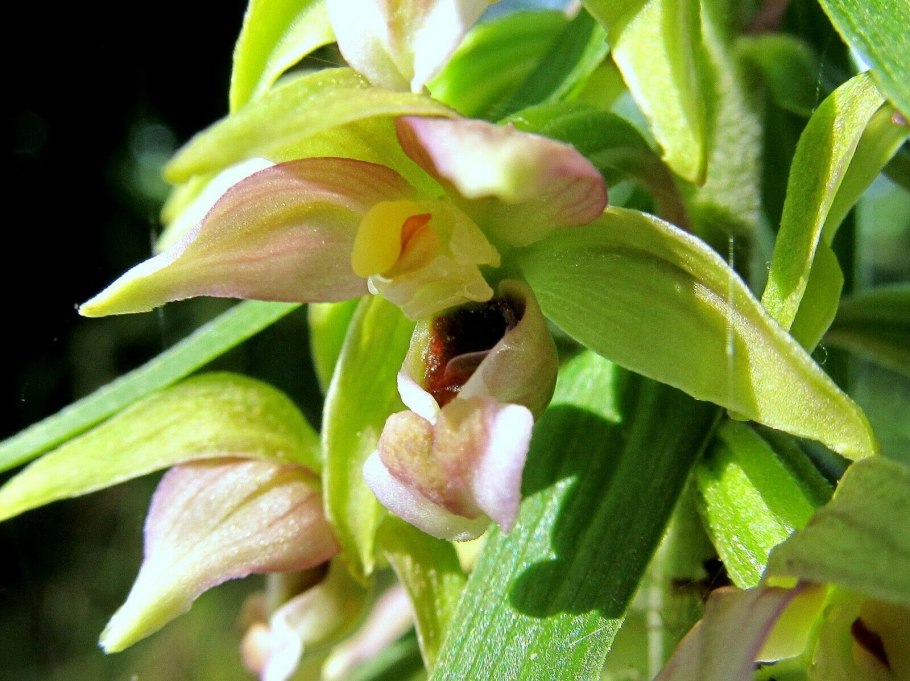 Epipactis helleborine